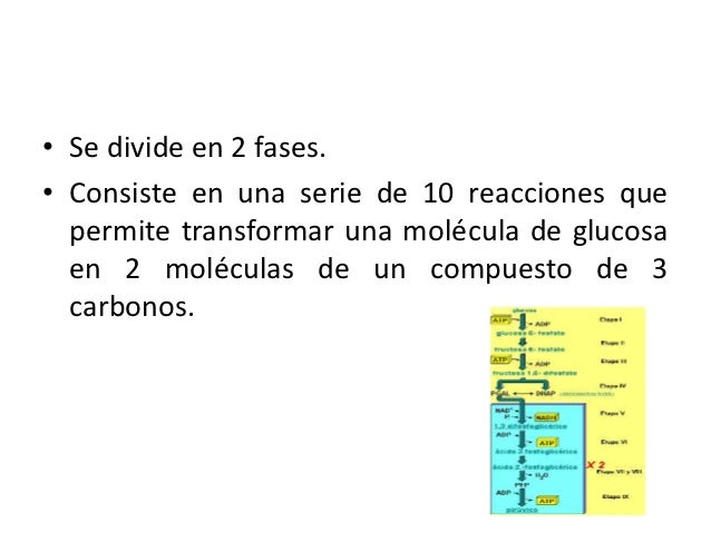 ubicacion celular de la glucogenolisis